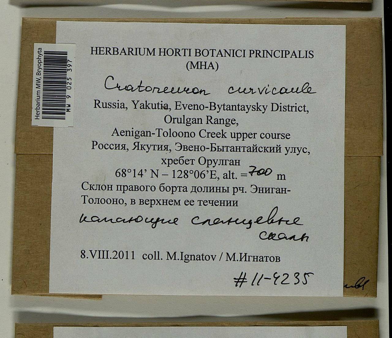 Cratoneuron curvicaule (Jur.) G. Roth, Bryophytes, Bryophytes - Yakutia (B19) (Russia)