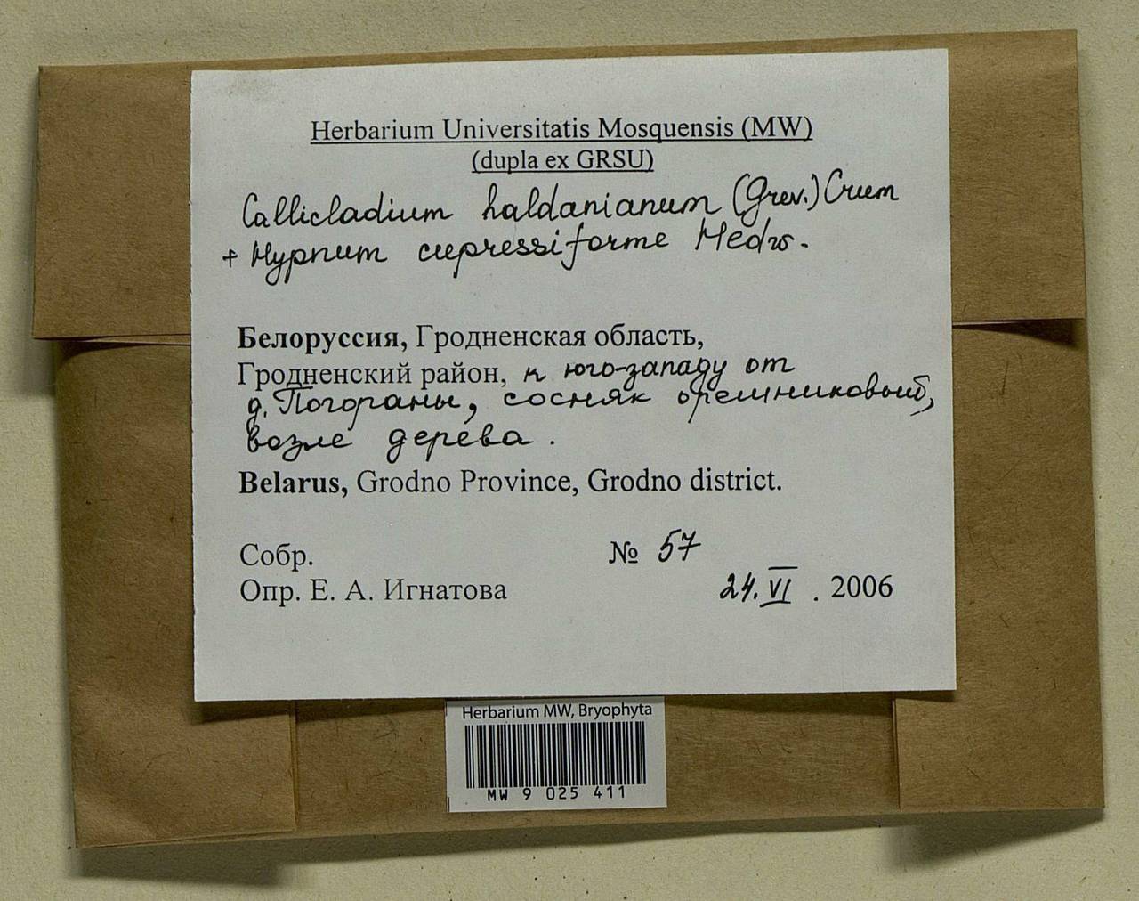 Callicladium haldaneanum (Grev.) H.A. Crum, Bryophytes, Bryophytes - Belarus (B2) (Belarus)