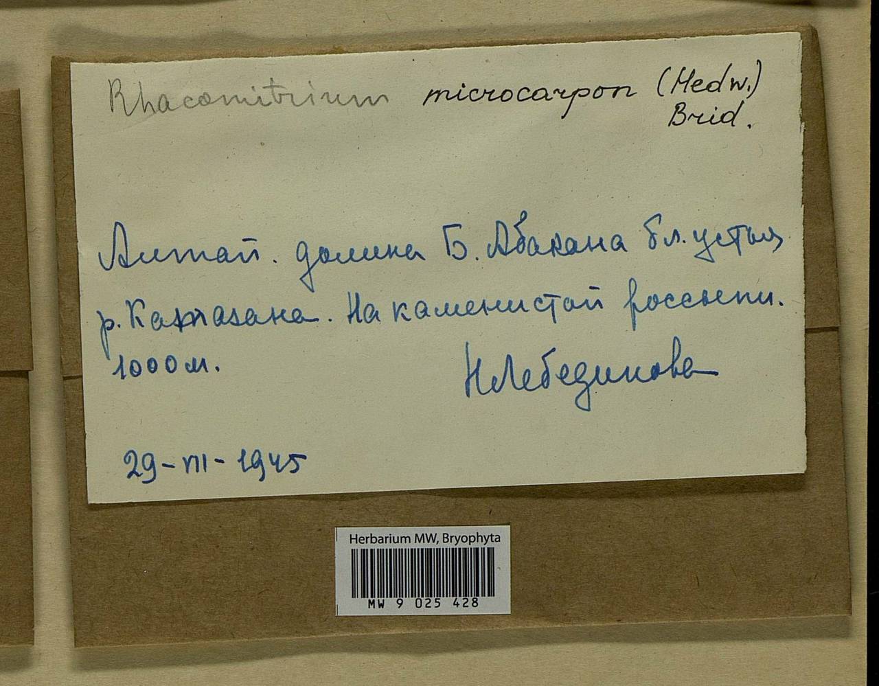 Bucklandiella microcarpos (Hedw.) Bedn.-Ochyra & Ochyra, Bryophytes, Bryophytes - Krasnoyarsk Krai, Tyva & Khakassia (B17) (Russia)