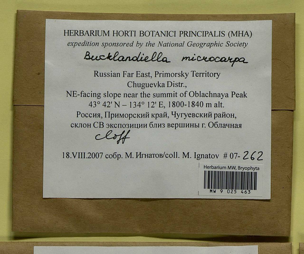 Bucklandiella microcarpos (Hedw.) Bedn.-Ochyra & Ochyra, Bryophytes, Bryophytes - Russian Far East (excl. Chukotka & Kamchatka) (B20) (Russia)