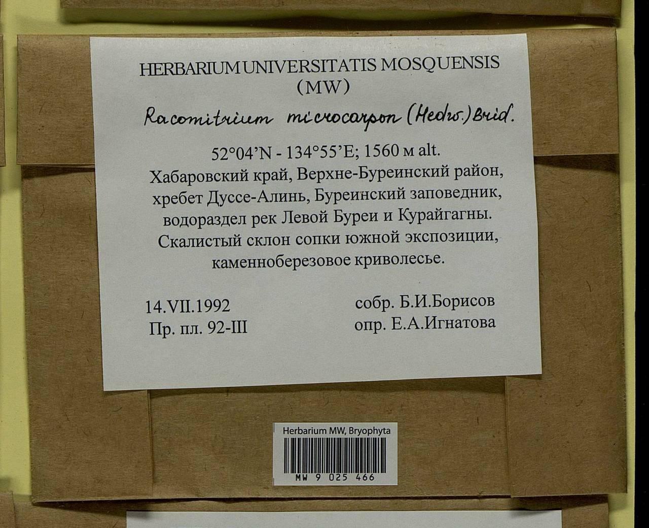 Bucklandiella microcarpos (Hedw.) Bedn.-Ochyra & Ochyra, Bryophytes, Bryophytes - Russian Far East (excl. Chukotka & Kamchatka) (B20) (Russia)