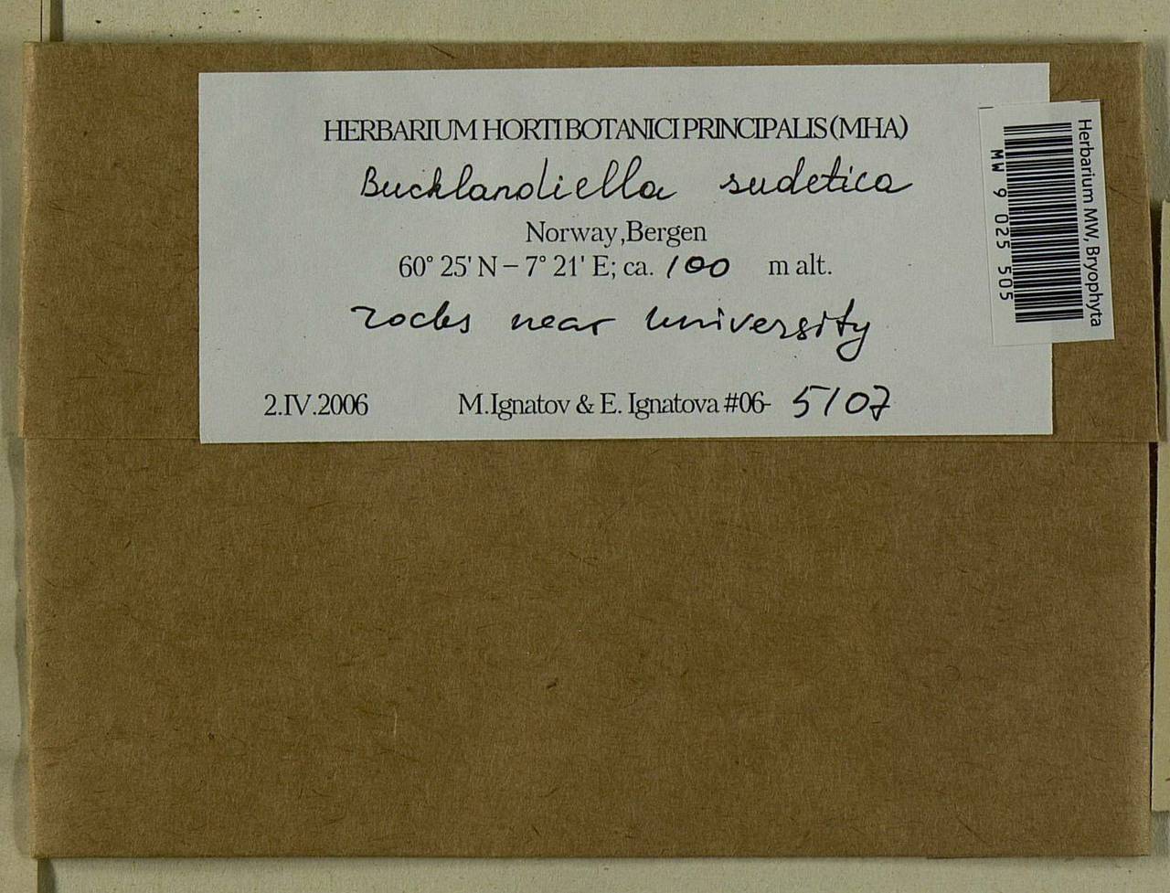 Bucklandiella sudetica (Funck) Bedn.-Ochyra & Ochyra, Bryophytes, Bryophytes - Western Europe (BEu) (Norway)