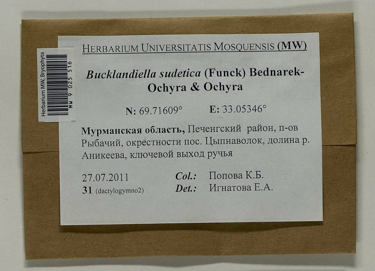 Bucklandiella sudetica (Funck) Bedn.-Ochyra & Ochyra, Bryophytes, Bryophytes - Karelia, Leningrad & Murmansk Oblasts (B4) (Russia)