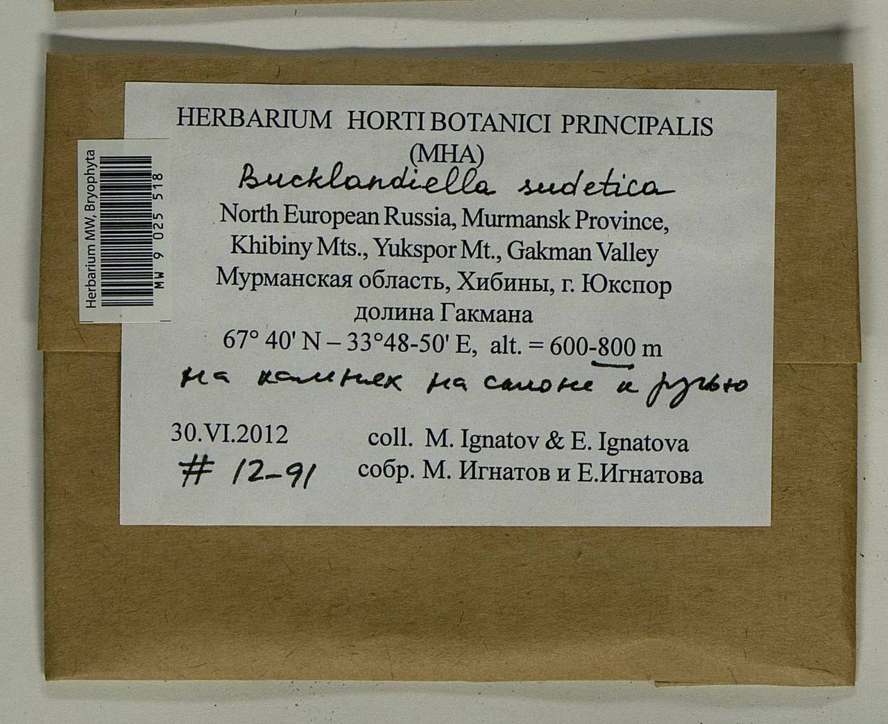 Bucklandiella sudetica (Funck) Bedn.-Ochyra & Ochyra, Bryophytes, Bryophytes - Karelia, Leningrad & Murmansk Oblasts (B4) (Russia)