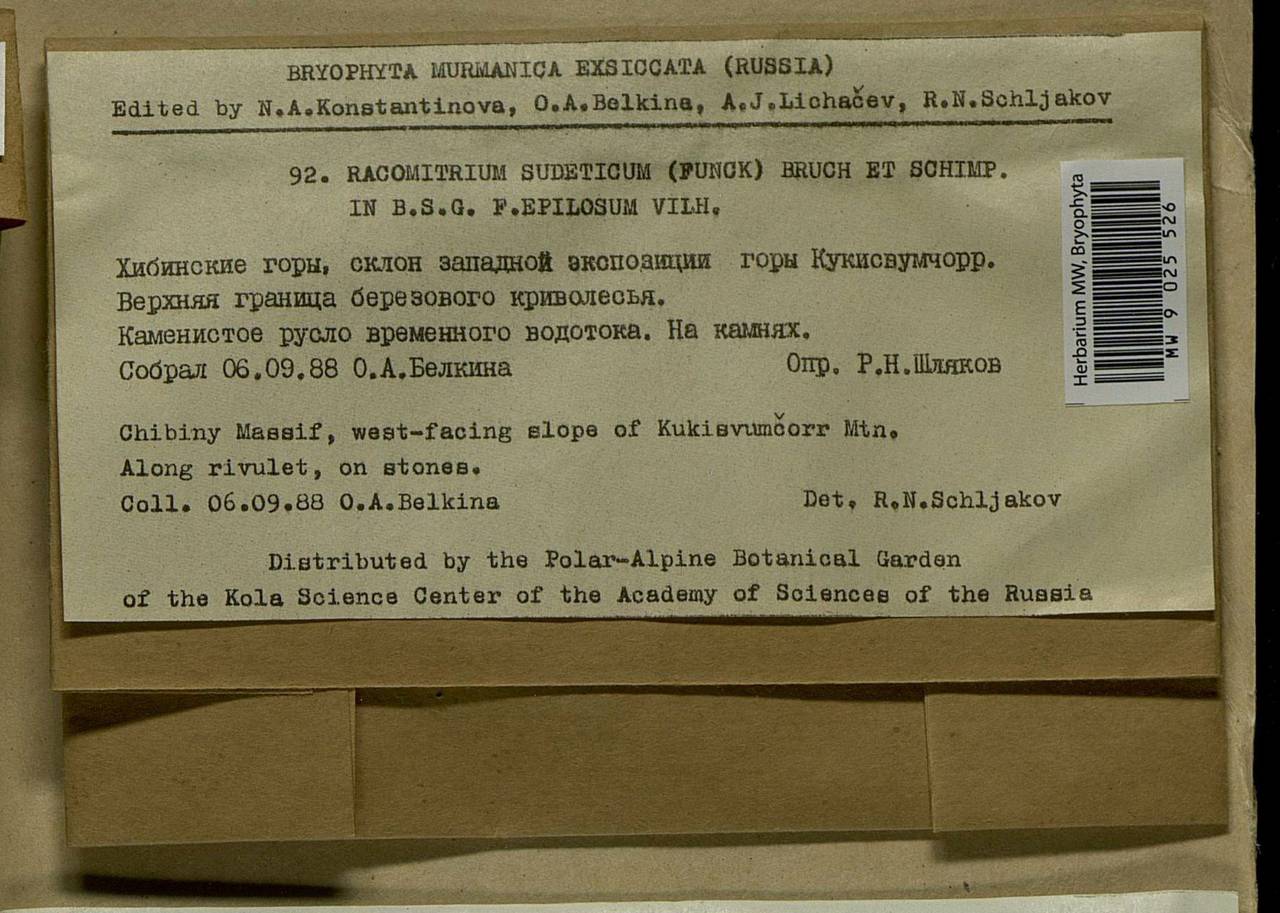 Bucklandiella sudetica (Funck) Bedn.-Ochyra & Ochyra, Bryophytes, Bryophytes - Karelia, Leningrad & Murmansk Oblasts (B4) (Russia)