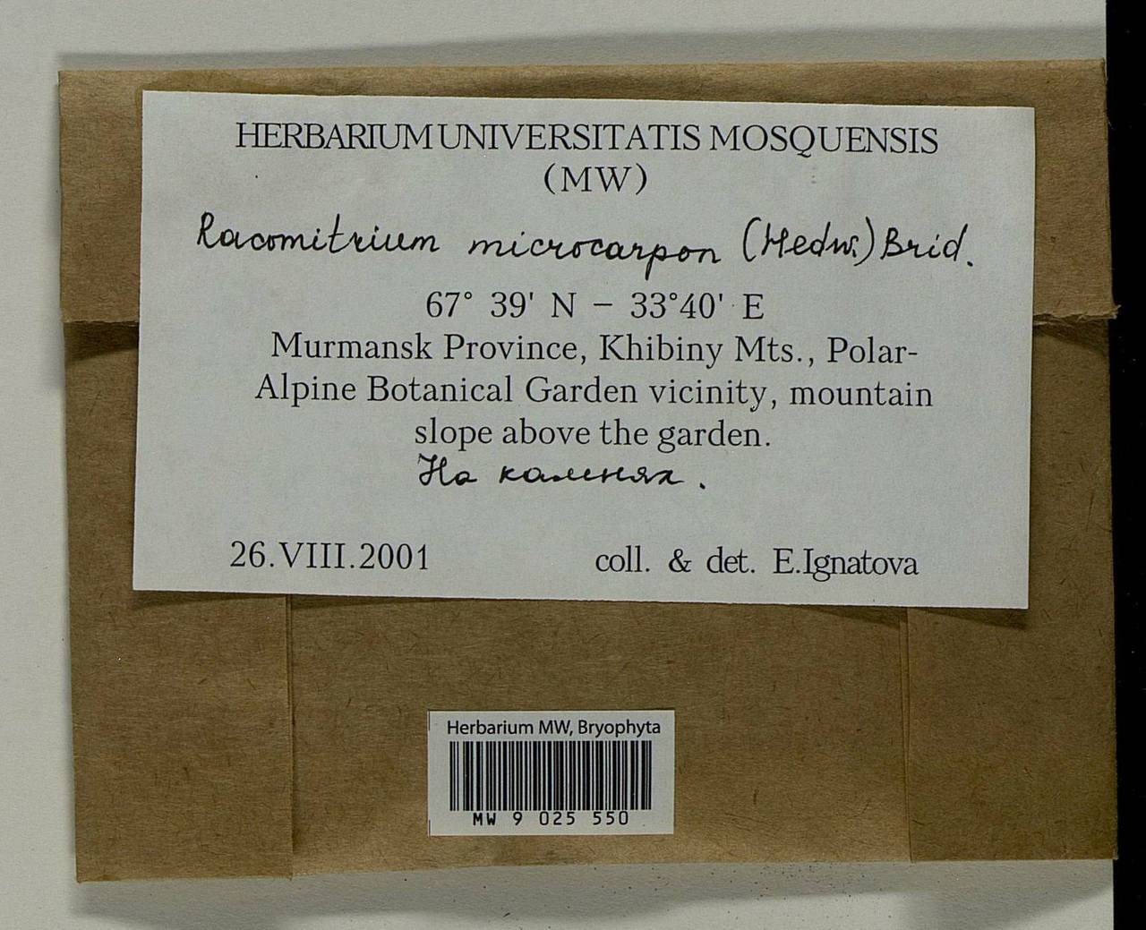 Bucklandiella microcarpos (Hedw.) Bedn.-Ochyra & Ochyra, Bryophytes, Bryophytes - Karelia, Leningrad & Murmansk Oblasts (B4) (Russia)