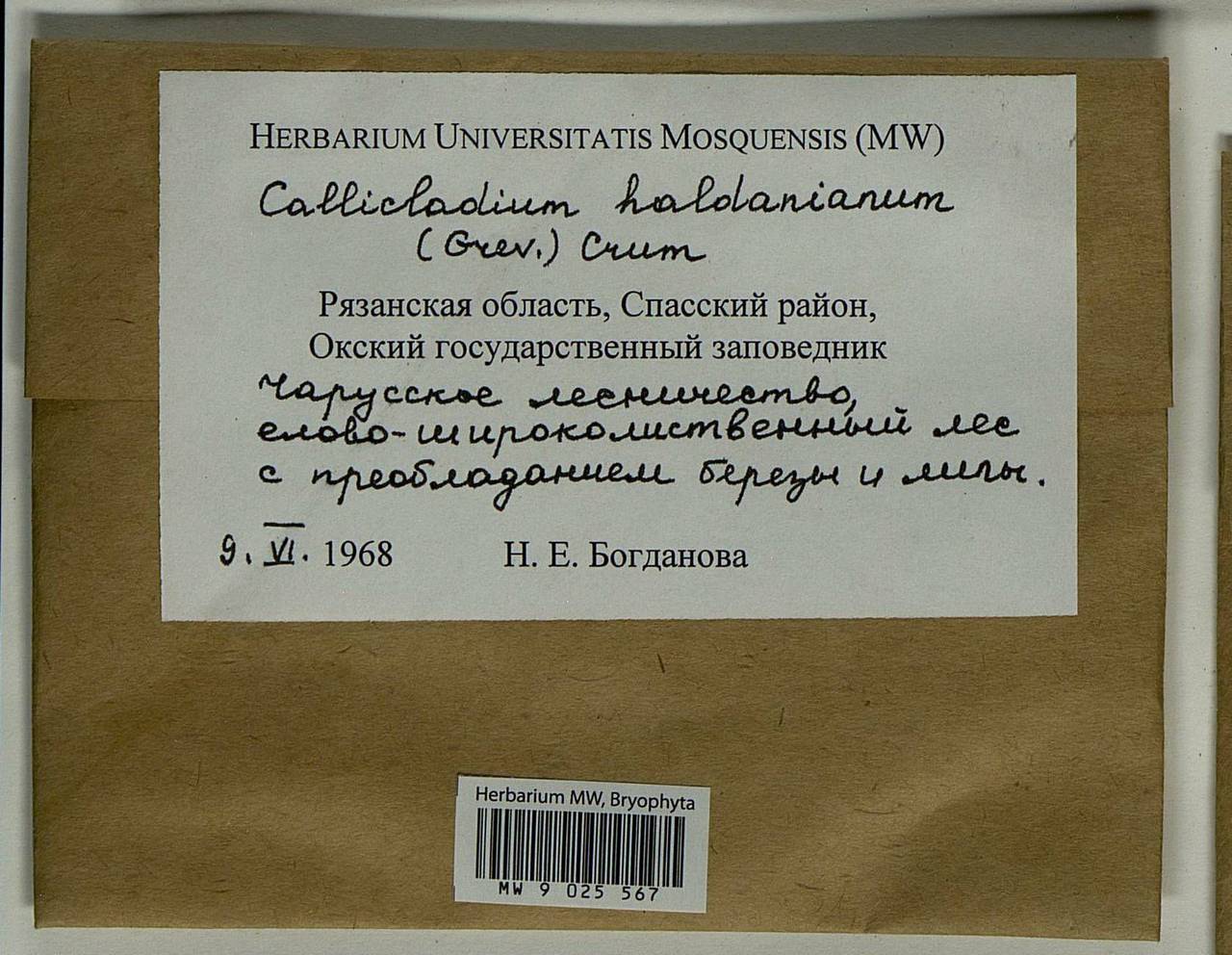 Callicladium haldaneanum (Grev.) H.A. Crum, Bryophytes, Bryophytes - Middle Russia (B6) (Russia)