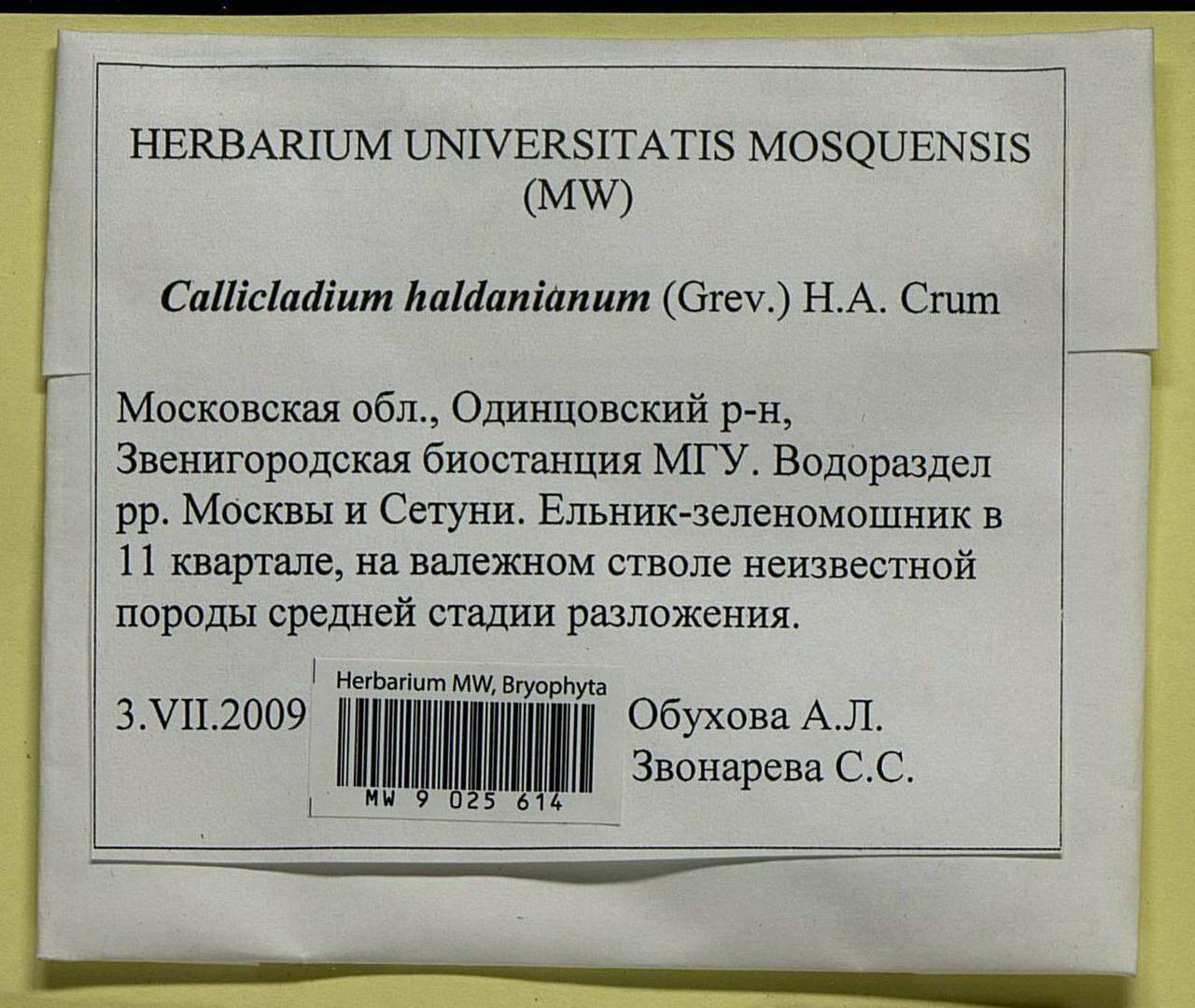 Callicladium haldaneanum (Grev.) H.A. Crum, Bryophytes, Bryophytes - Moscow City & Moscow Oblast (B6a) (Russia)