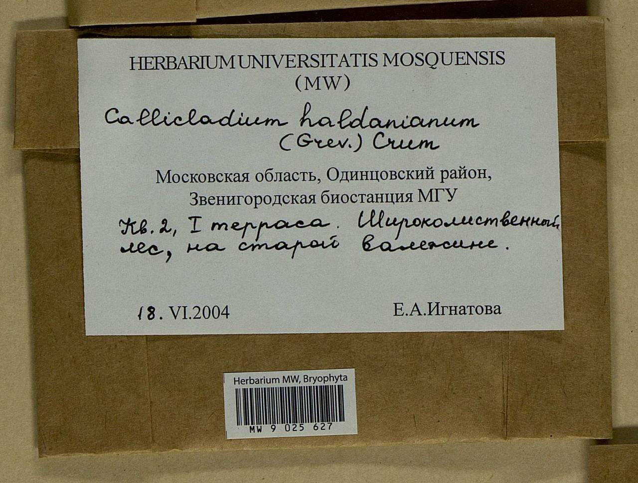 Callicladium haldaneanum (Grev.) H.A. Crum, Bryophytes, Bryophytes - Moscow City & Moscow Oblast (B6a) (Russia)