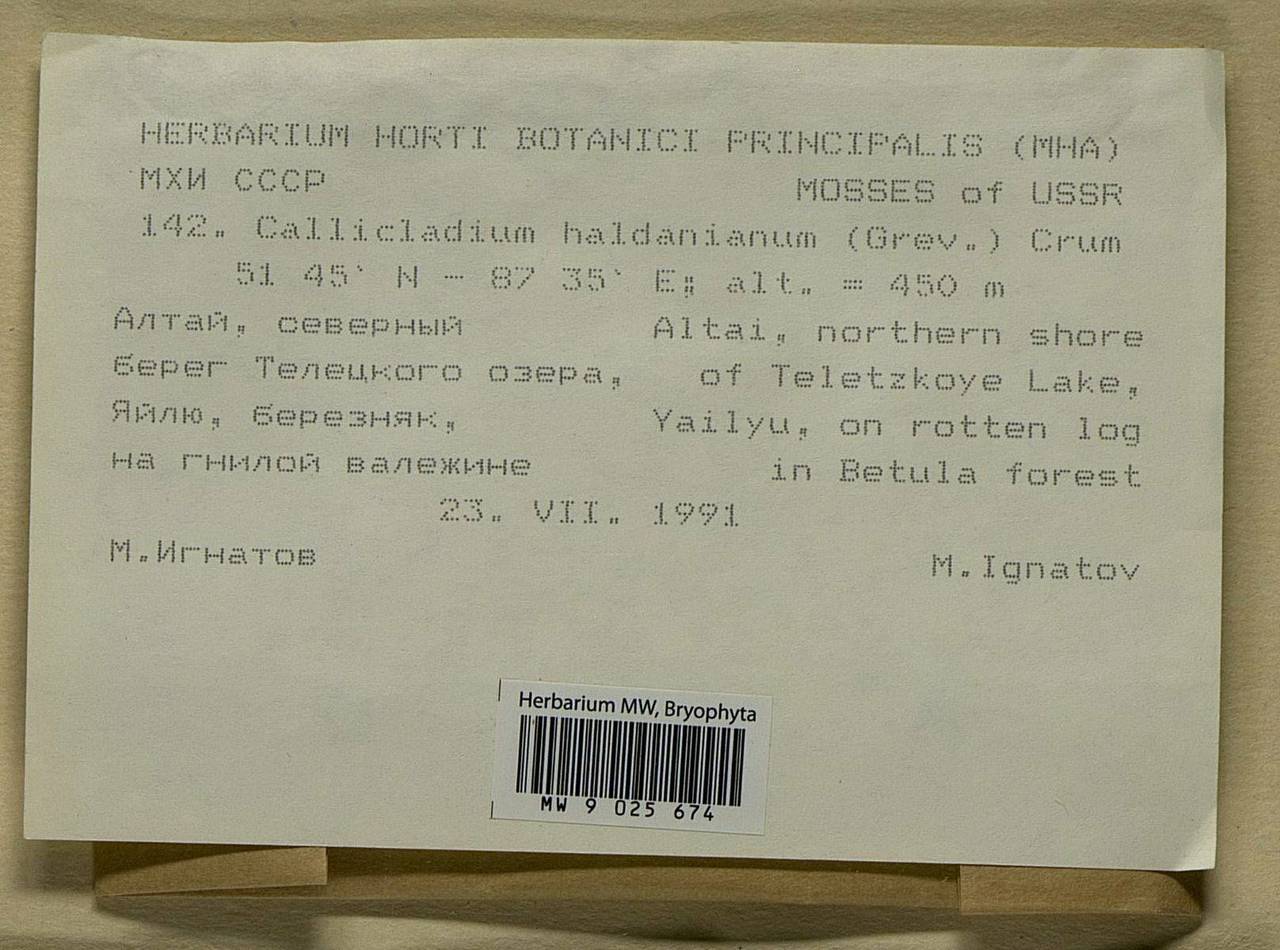 Callicladium haldaneanum (Grev.) H.A. Crum, Bryophytes, Bryophytes - Western Siberia (including Altai) (B15) (Russia)