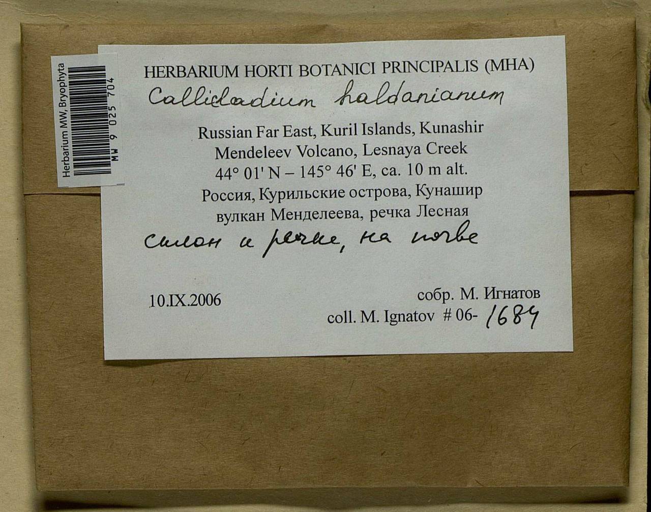 Callicladium haldaneanum (Grev.) H.A. Crum, Bryophytes, Bryophytes - Russian Far East (excl. Chukotka & Kamchatka) (B20) (Russia)