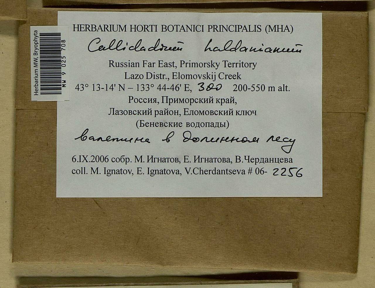 Callicladium haldaneanum (Grev.) H.A. Crum, Bryophytes, Bryophytes - Russian Far East (excl. Chukotka & Kamchatka) (B20) (Russia)