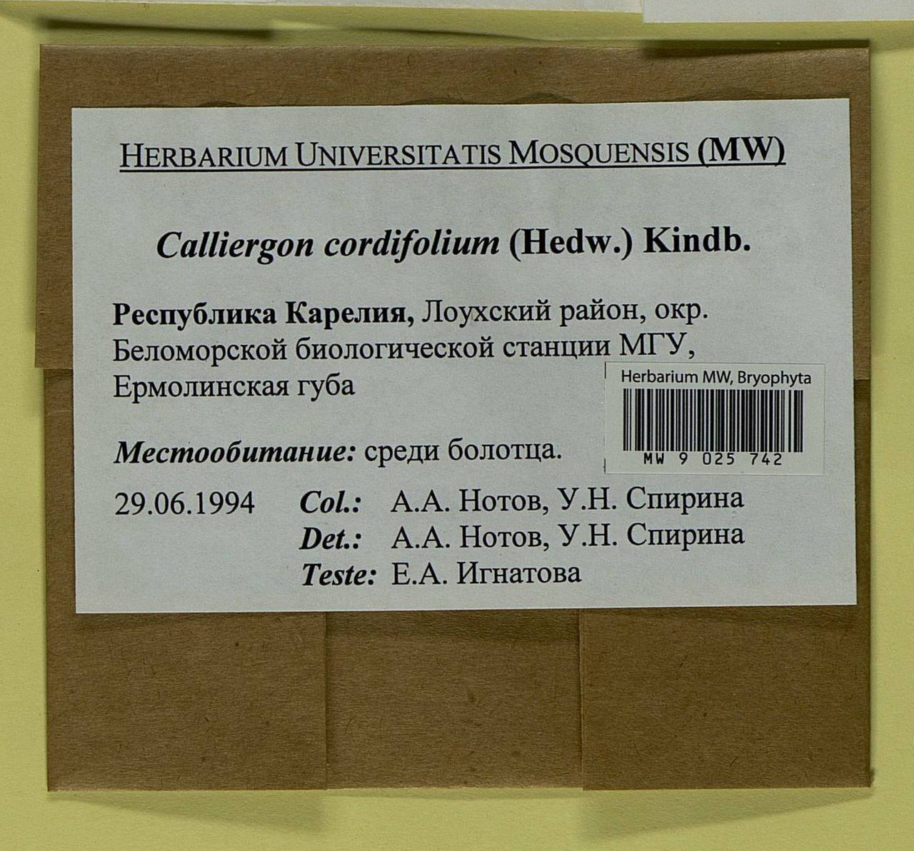 Calliergon cordifolium (Hedw.) Kindb., Bryophytes, Bryophytes - Karelia, Leningrad & Murmansk Oblasts (B4) (Russia)