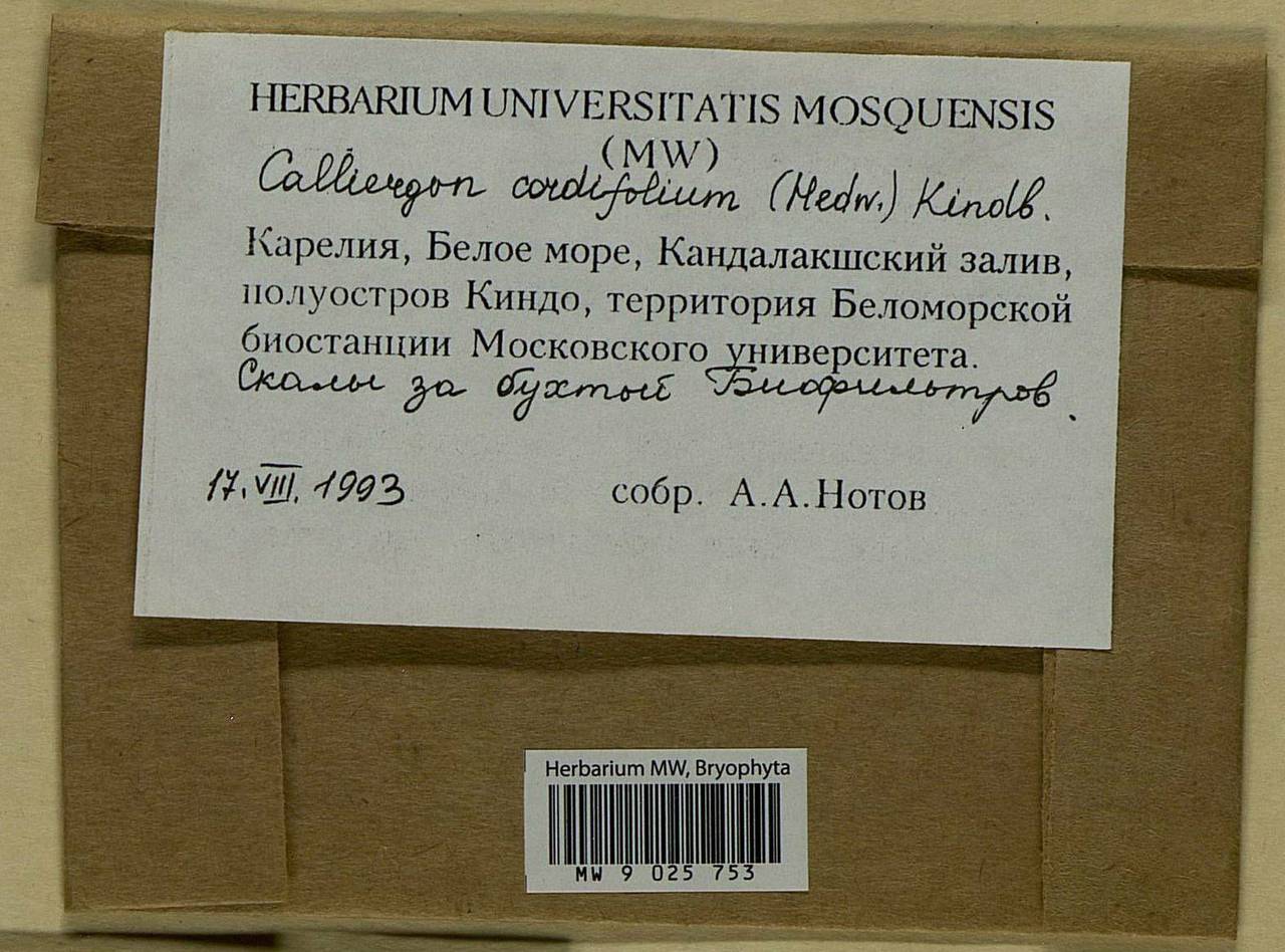 Calliergon cordifolium (Hedw.) Kindb., Bryophytes, Bryophytes - Karelia, Leningrad & Murmansk Oblasts (B4) (Russia)