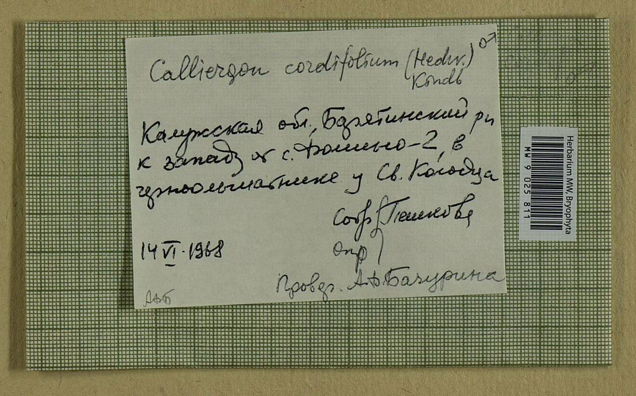 Calliergon cordifolium (Hedw.) Kindb., Bryophytes, Bryophytes - Middle Russia (B6) (Russia)