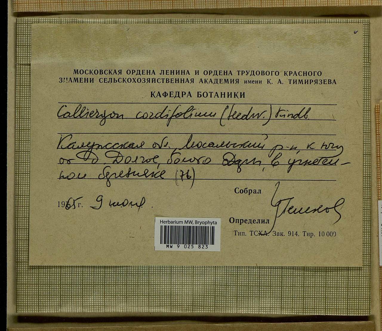Calliergon cordifolium (Hedw.) Kindb., Bryophytes, Bryophytes - Middle Russia (B6) (Russia)