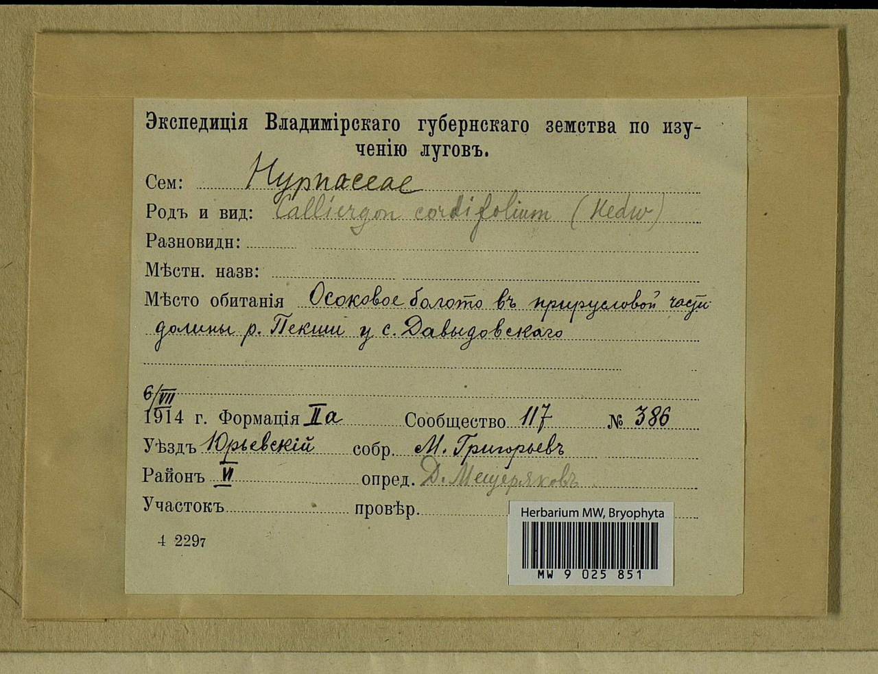 Calliergon cordifolium (Hedw.) Kindb., Bryophytes, Bryophytes - Middle Russia (B6) (Russia)