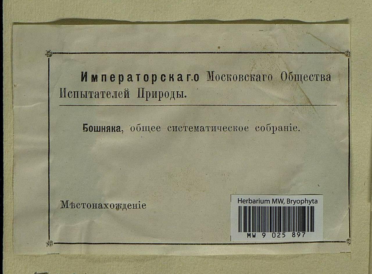 Calliergon cordifolium (Hedw.) Kindb., Bryophytes, Bryophytes - Moscow City & Moscow Oblast (B6a) (Russia)
