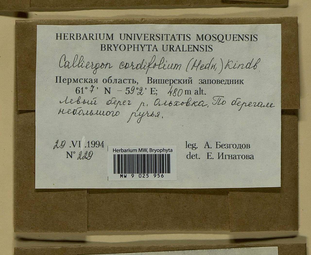 Calliergon cordifolium (Hedw.) Kindb., Bryophytes, Bryophytes - Permsky Krai, Udmurt Republic, Sverdlovsk & Kirov Oblasts (B8) (Russia)