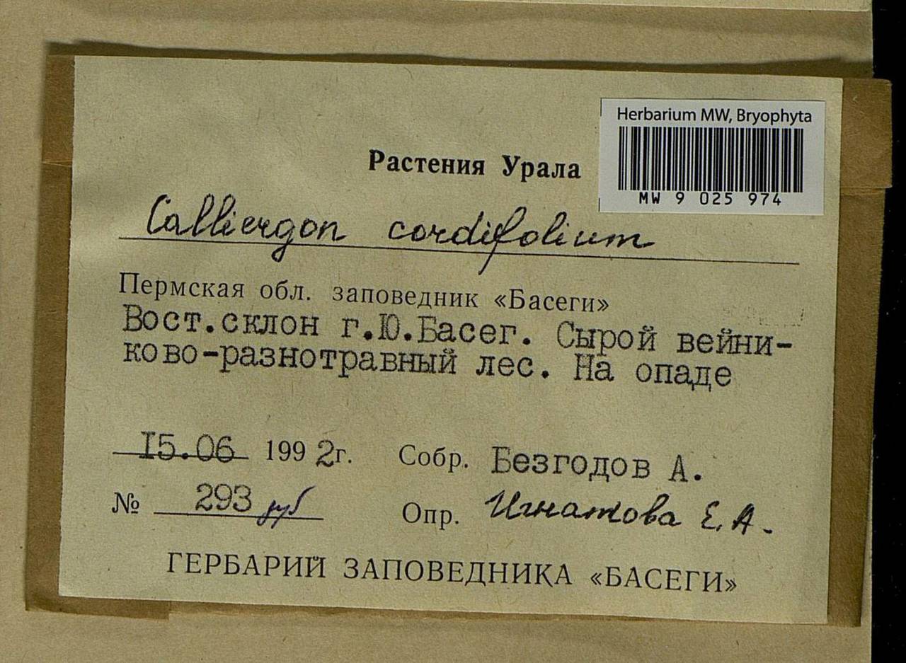 Calliergon cordifolium (Hedw.) Kindb., Bryophytes, Bryophytes - Permsky Krai, Udmurt Republic, Sverdlovsk & Kirov Oblasts (B8) (Russia)