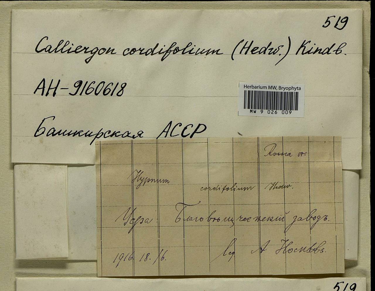 Calliergon cordifolium (Hedw.) Kindb., Bryophytes, Bryophytes - South Urals (B14) (Russia)