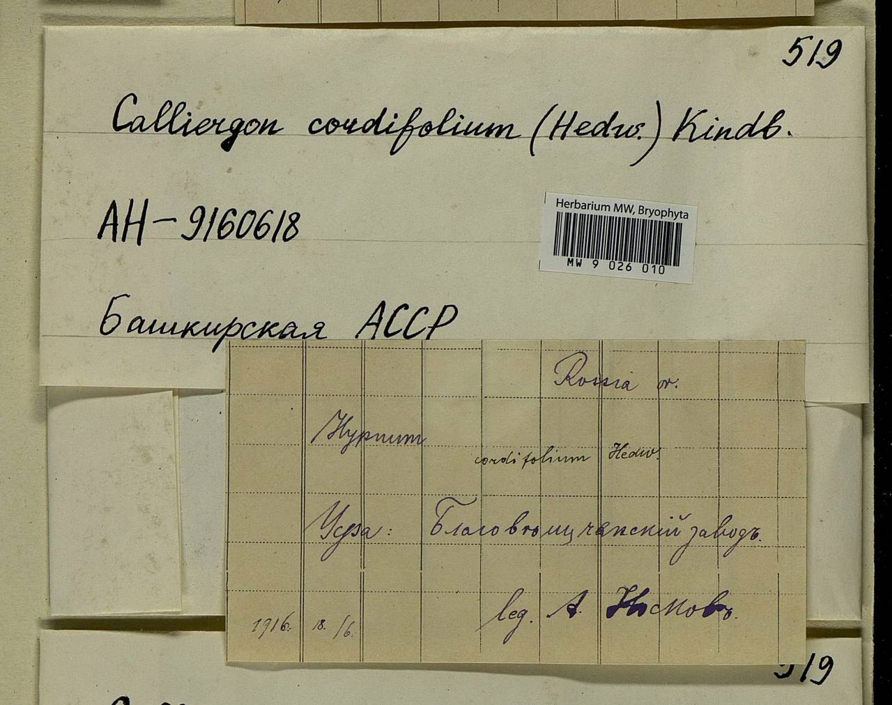 Calliergon cordifolium (Hedw.) Kindb., Bryophytes, Bryophytes - South Urals (B14) (Russia)