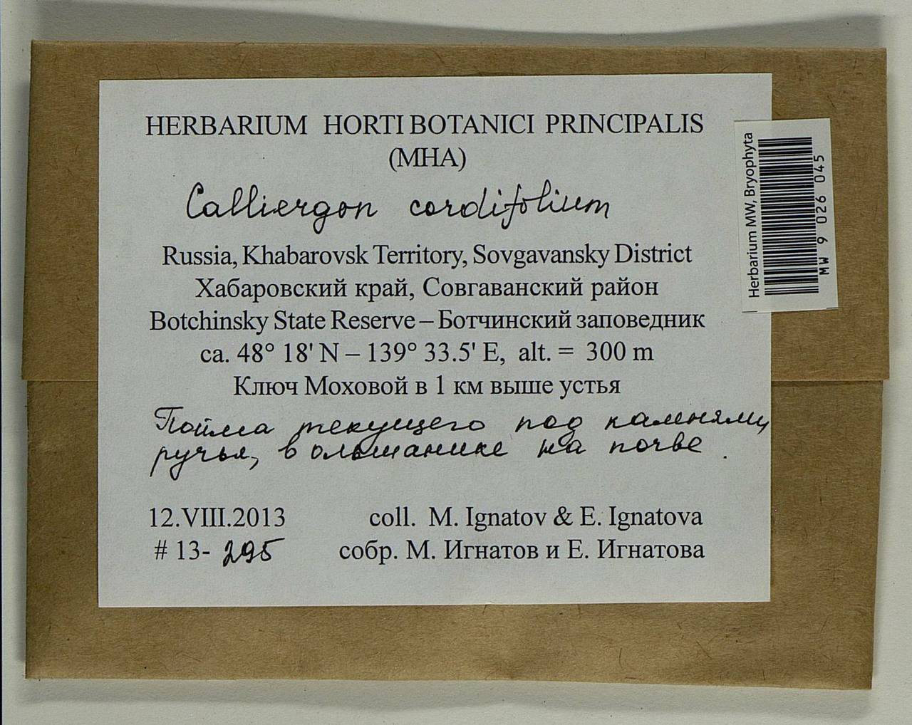 Calliergon cordifolium (Hedw.) Kindb., Bryophytes, Bryophytes - Russian Far East (excl. Chukotka & Kamchatka) (B20) (Russia)