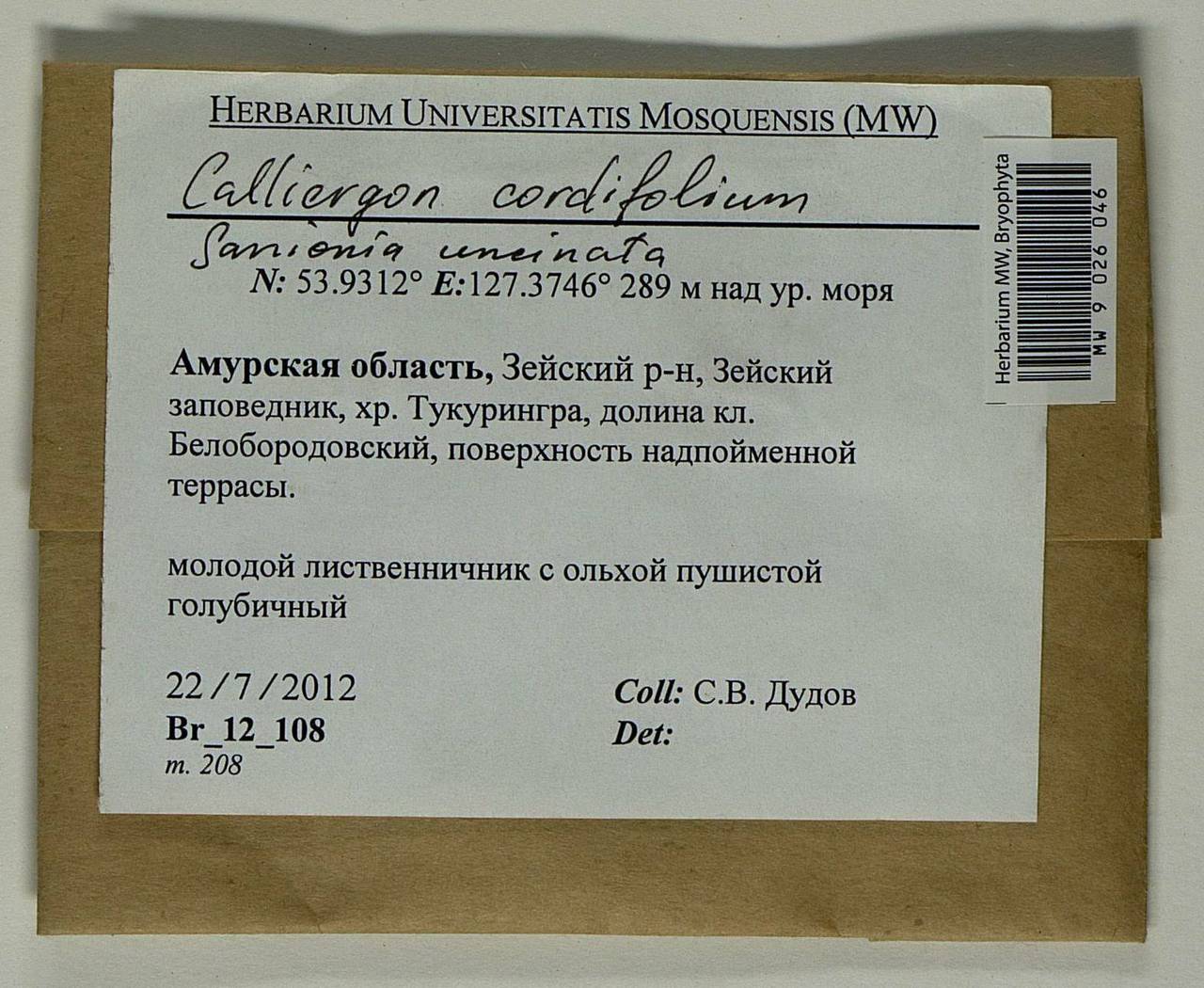 Calliergon cordifolium (Hedw.) Kindb., Bryophytes, Bryophytes - Russian Far East (excl. Chukotka & Kamchatka) (B20) (Russia)