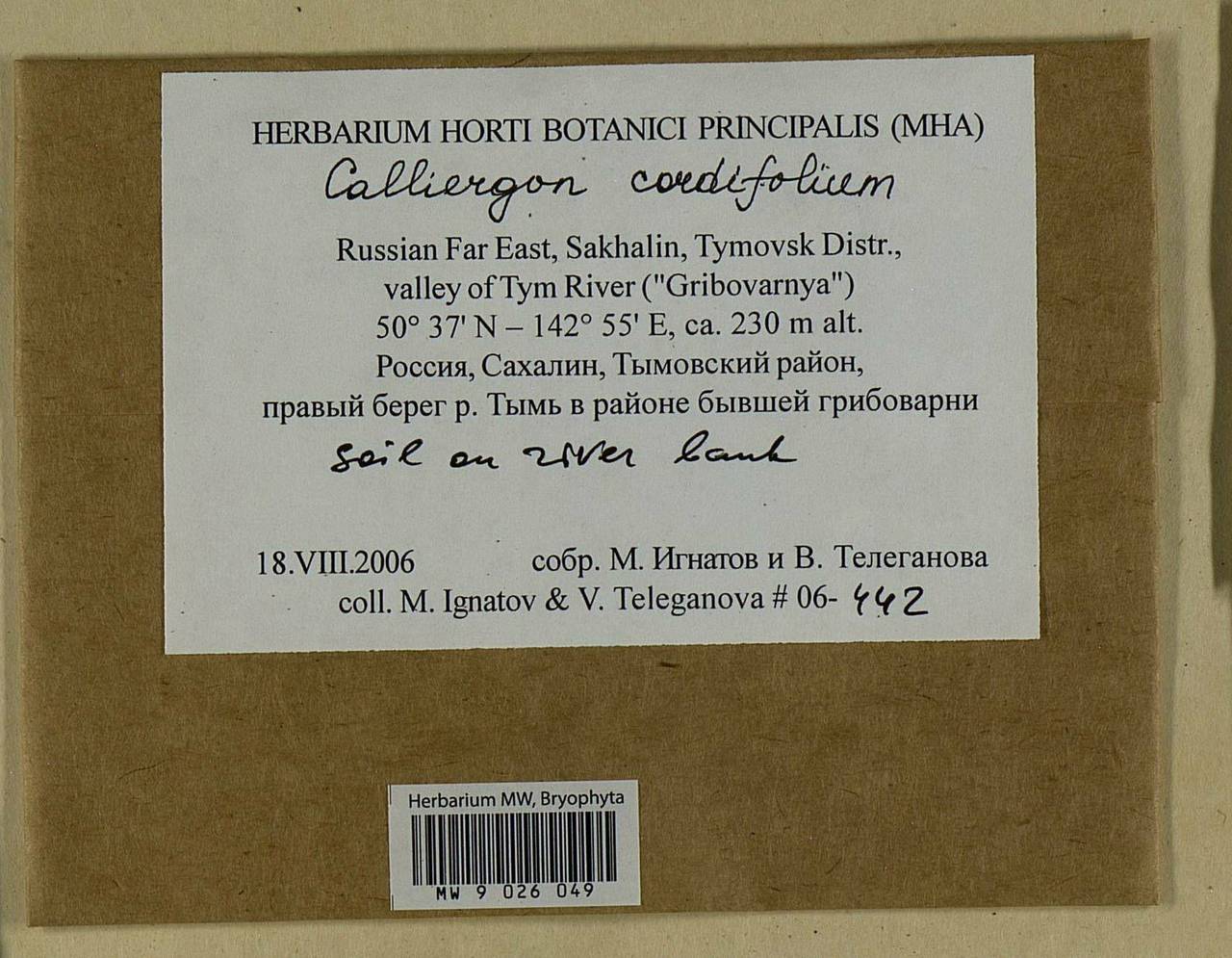 Calliergon cordifolium (Hedw.) Kindb., Bryophytes, Bryophytes - Russian Far East (excl. Chukotka & Kamchatka) (B20) (Russia)