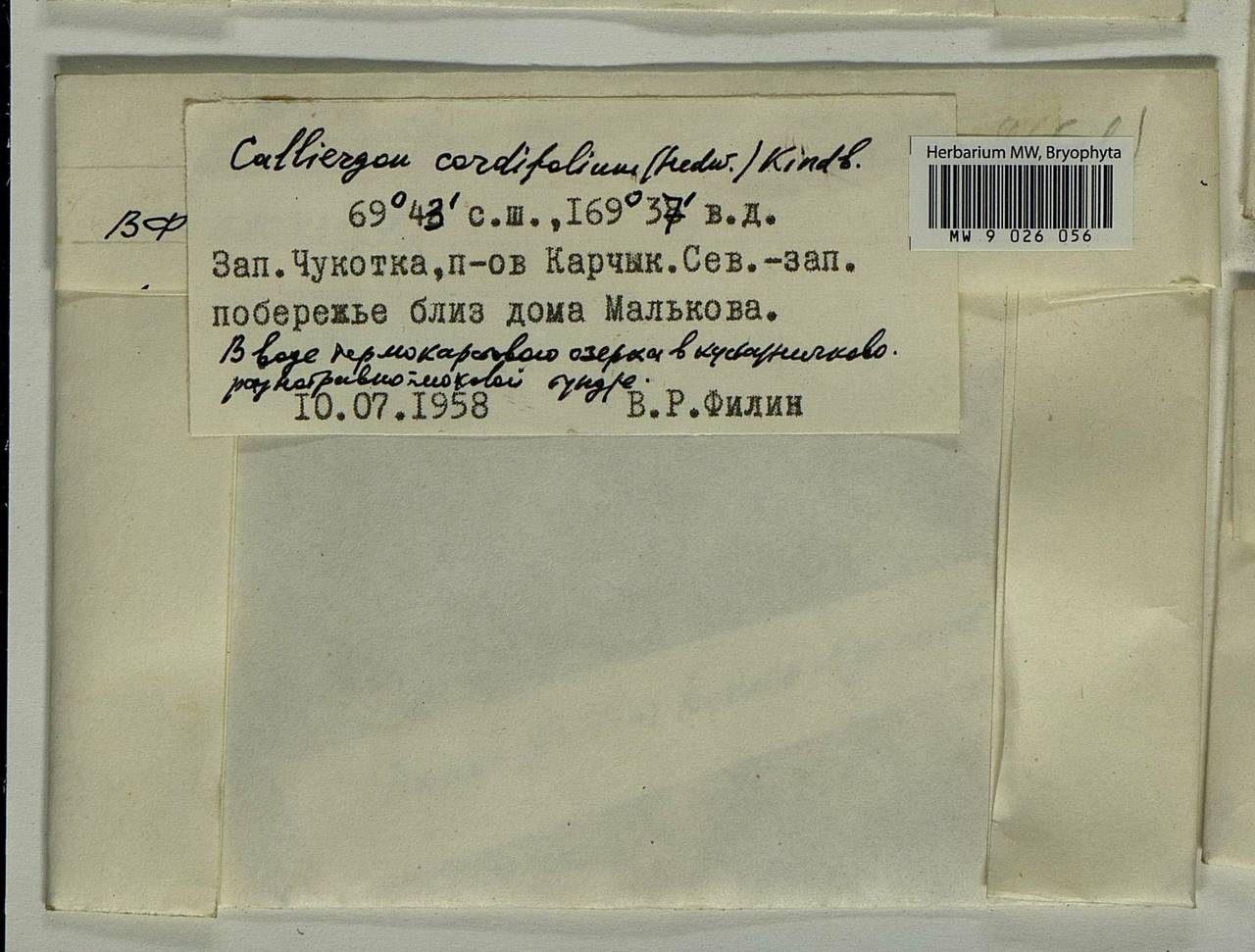 Calliergon cordifolium (Hedw.) Kindb., Bryophytes, Bryophytes - Chukotka & Kamchatka (B21) (Russia)