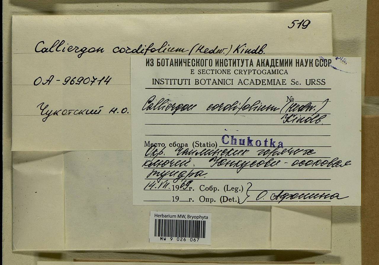 Calliergon cordifolium (Hedw.) Kindb., Bryophytes, Bryophytes - Chukotka & Kamchatka (B21) (Russia)