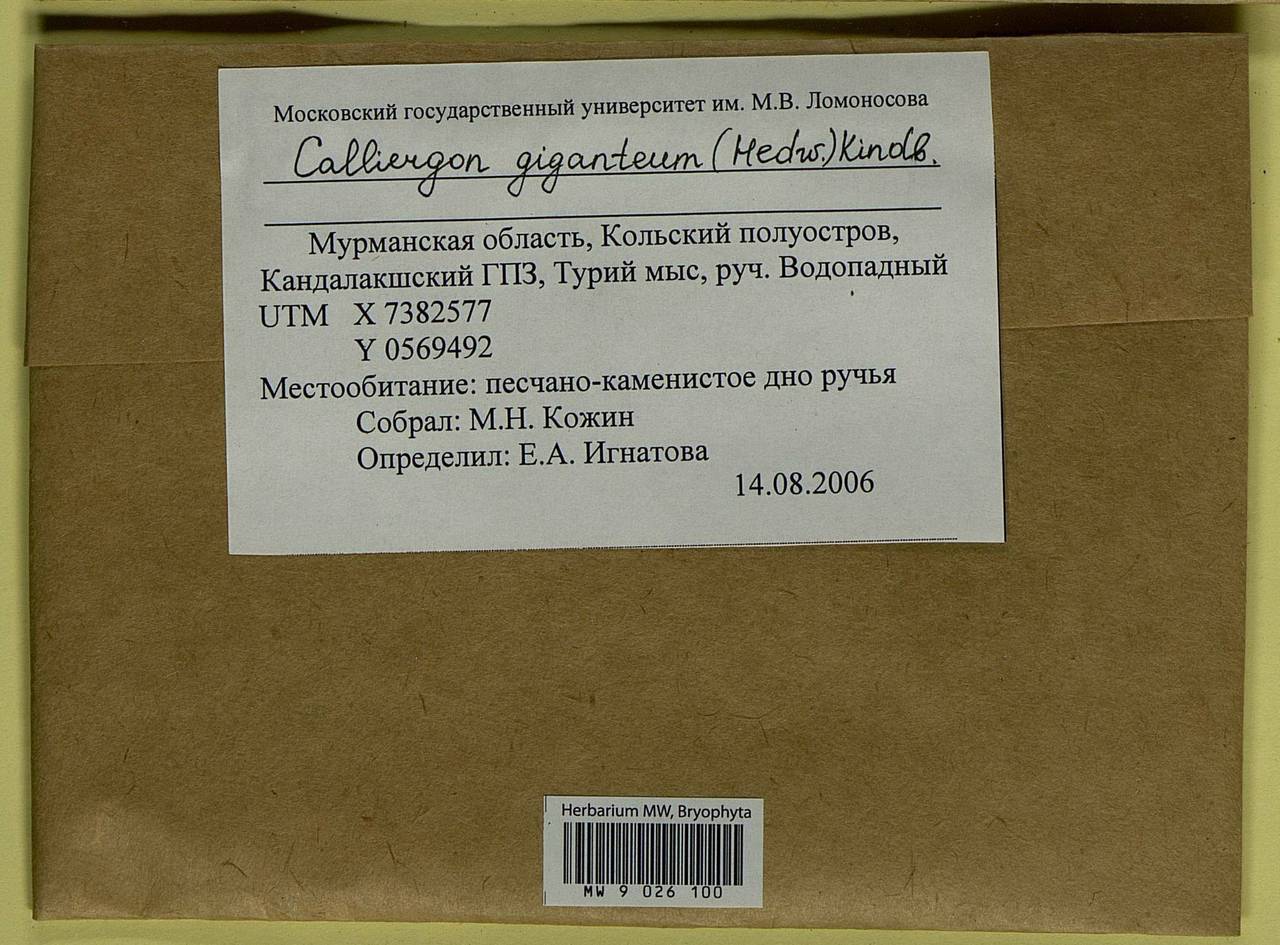 Calliergon giganteum (Schimp.) Kindb., Bryophytes, Bryophytes - Karelia, Leningrad & Murmansk Oblasts (B4) (Russia)