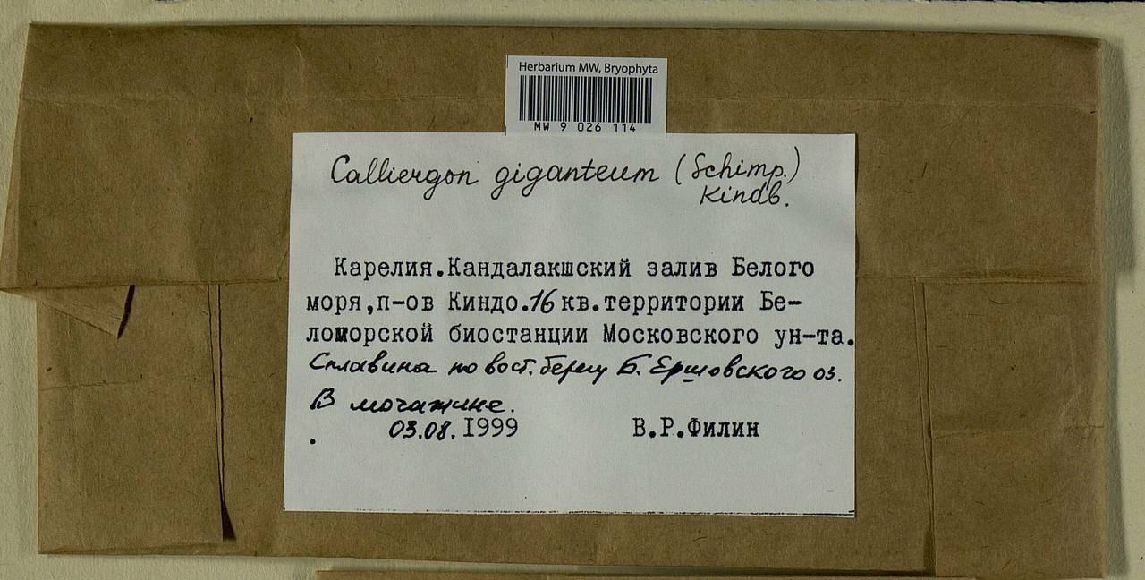 Calliergon giganteum (Schimp.) Kindb., Bryophytes, Bryophytes - Karelia, Leningrad & Murmansk Oblasts (B4) (Russia)