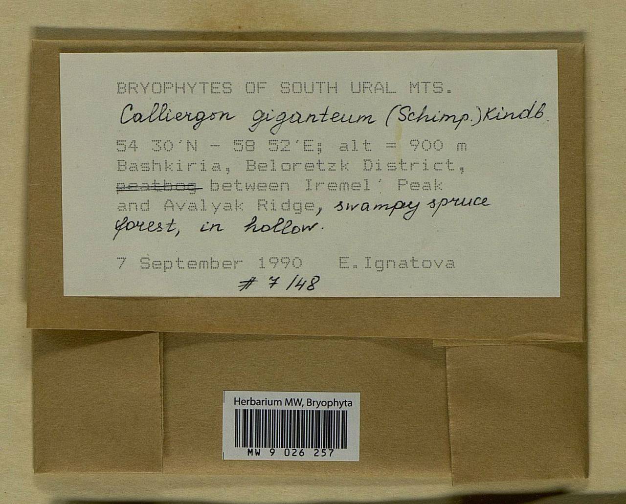 Calliergon giganteum (Schimp.) Kindb., Bryophytes, Bryophytes - South Urals (B14) (Russia)