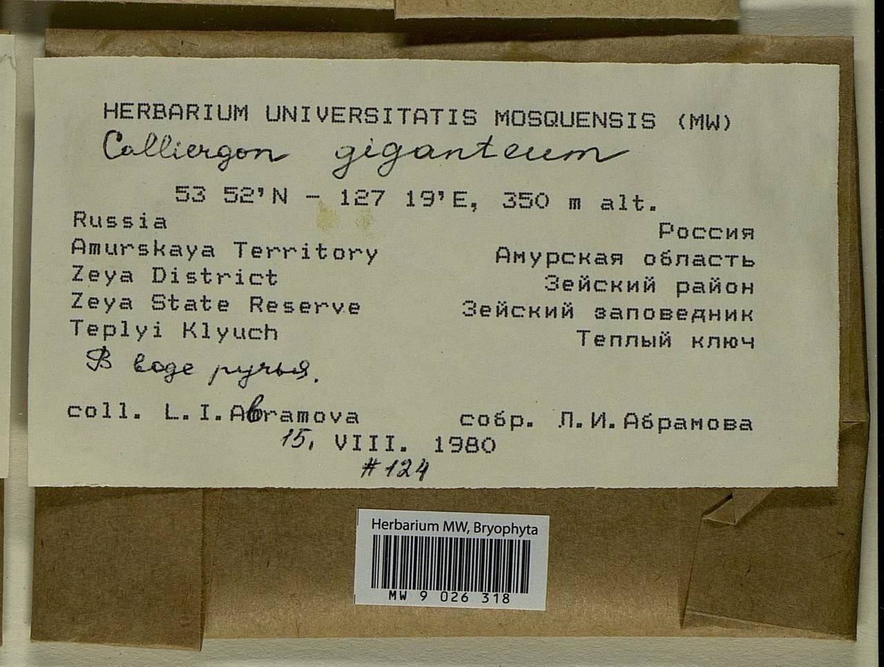 Calliergon giganteum (Schimp.) Kindb., Bryophytes, Bryophytes - Russian Far East (excl. Chukotka & Kamchatka) (B20) (Russia)