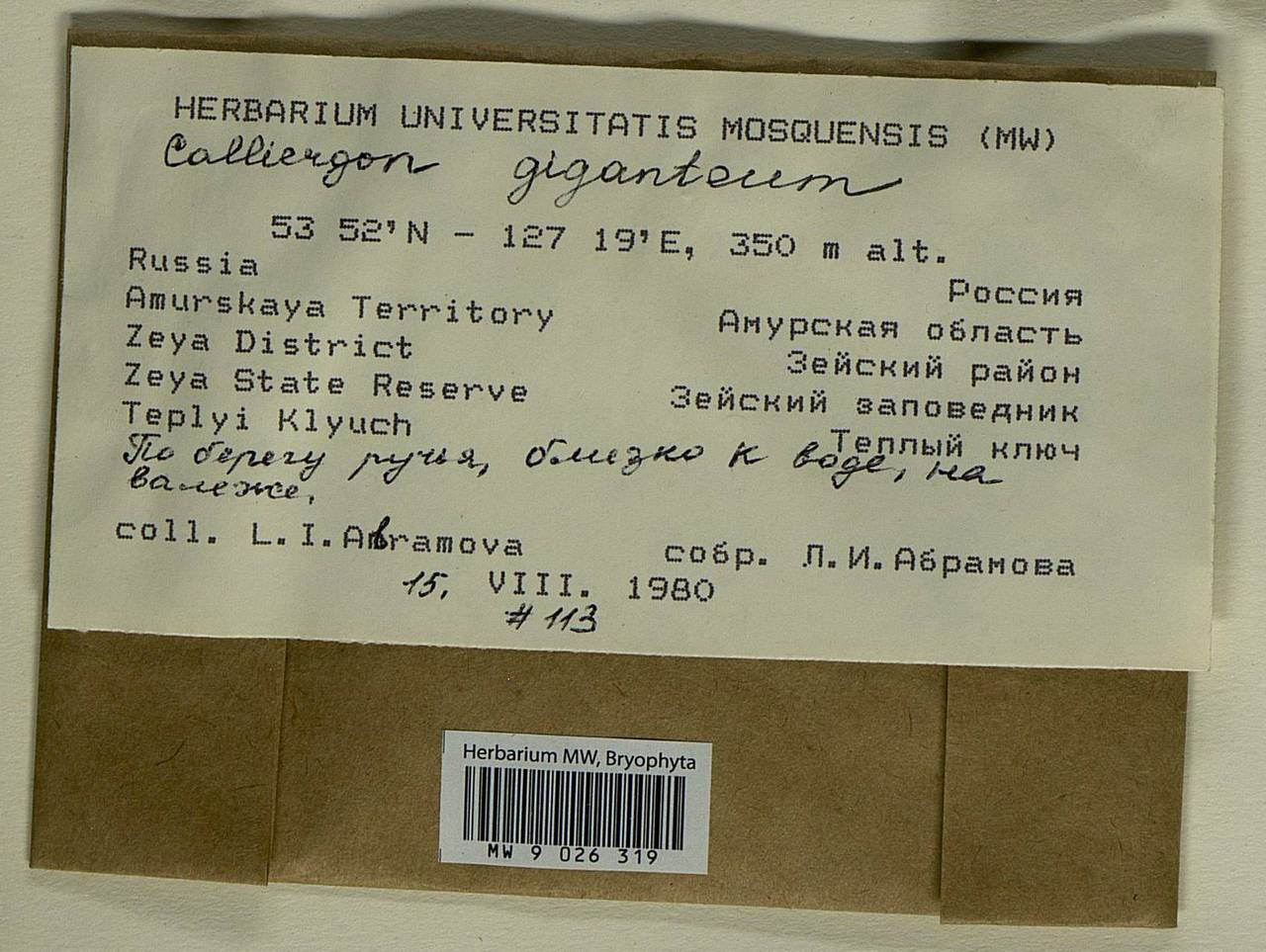 Calliergon giganteum (Schimp.) Kindb., Bryophytes, Bryophytes - Russian Far East (excl. Chukotka & Kamchatka) (B20) (Russia)