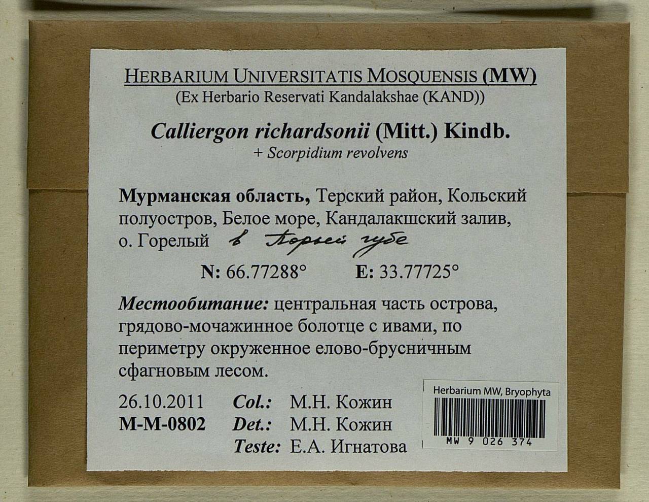 Calliergon richardsonii (Mitt.) Kindb. ex G. Roth, Bryophytes, Bryophytes - Karelia, Leningrad & Murmansk Oblasts (B4) (Russia)