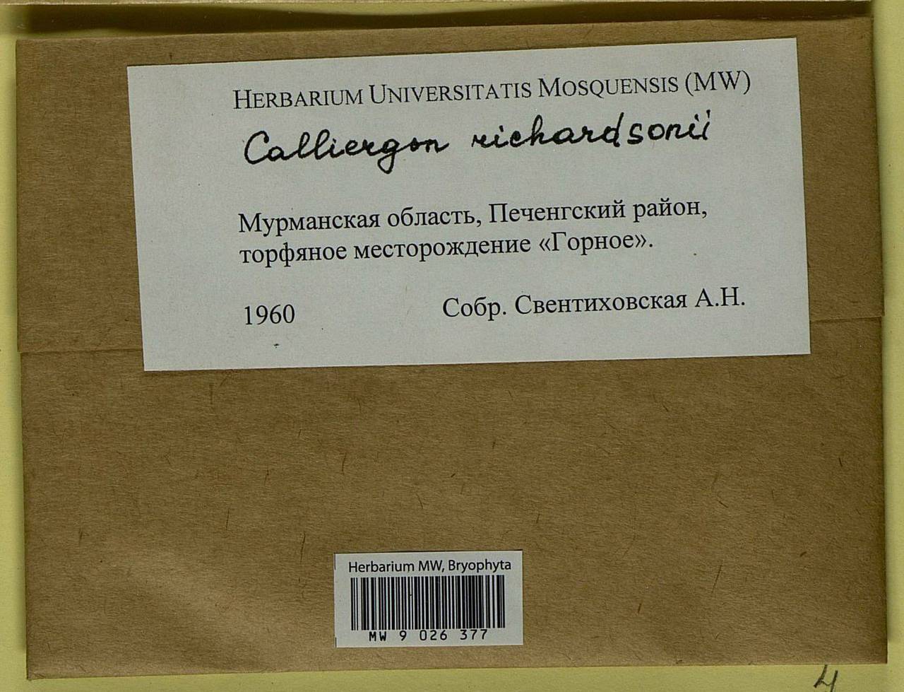 Calliergon richardsonii (Mitt.) Kindb. ex G. Roth, Bryophytes, Bryophytes - Karelia, Leningrad & Murmansk Oblasts (B4) (Russia)