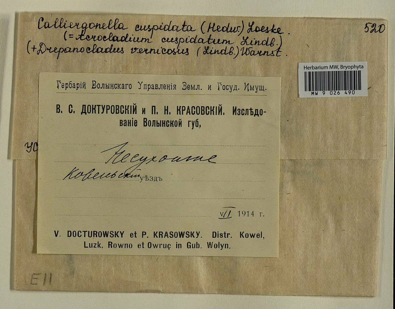 Calliergonella cuspidata (Hedw.) Loeske, Bryophytes, Bryophytes - Ukraine & Moldova (B3) (Ukraine)
