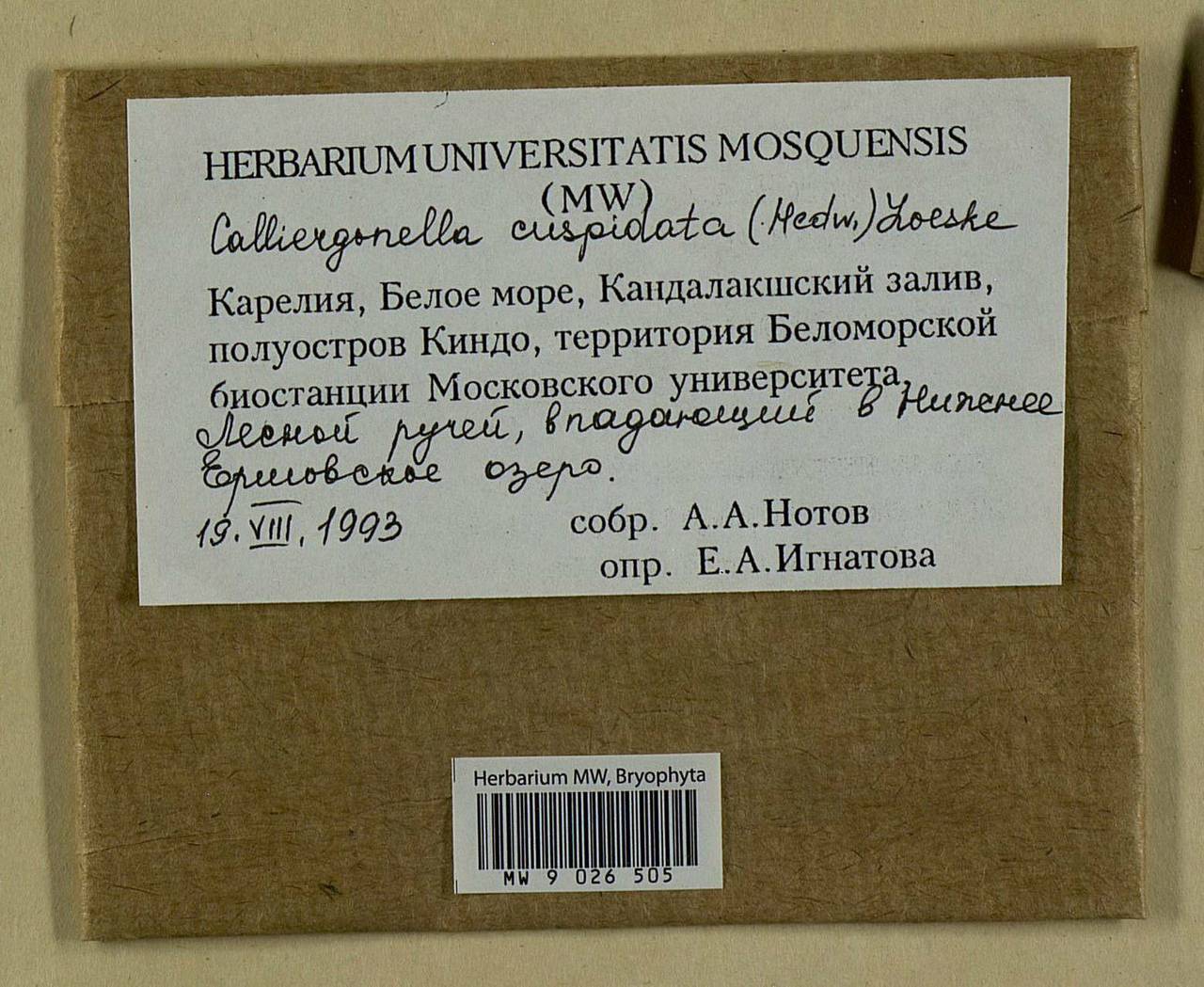 Calliergonella cuspidata (Hedw.) Loeske, Bryophytes, Bryophytes - Karelia, Leningrad & Murmansk Oblasts (B4) (Russia)