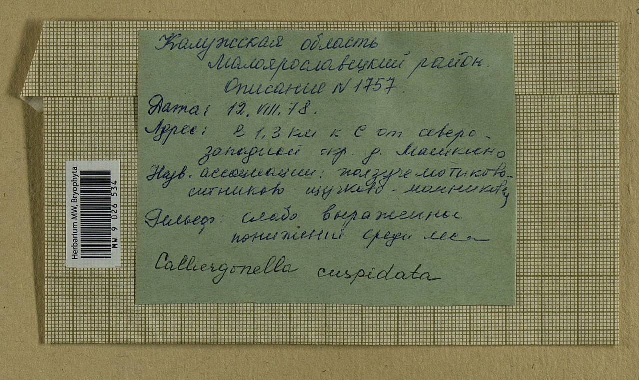 Calliergonella cuspidata (Hedw.) Loeske, Bryophytes, Bryophytes - Middle Russia (B6) (Russia)