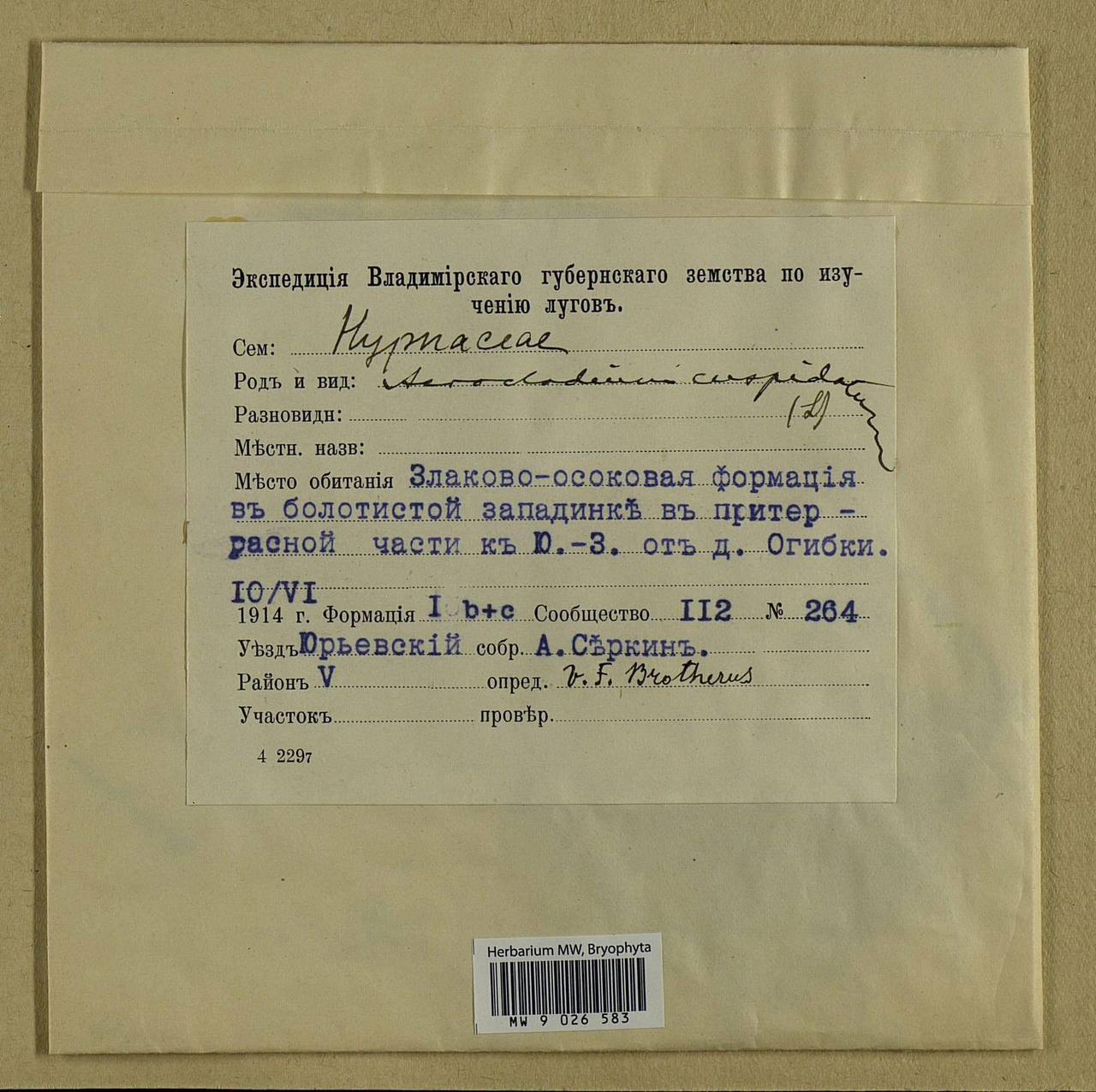 Calliergonella cuspidata (Hedw.) Loeske, Bryophytes, Bryophytes - Middle Russia (B6) (Russia)