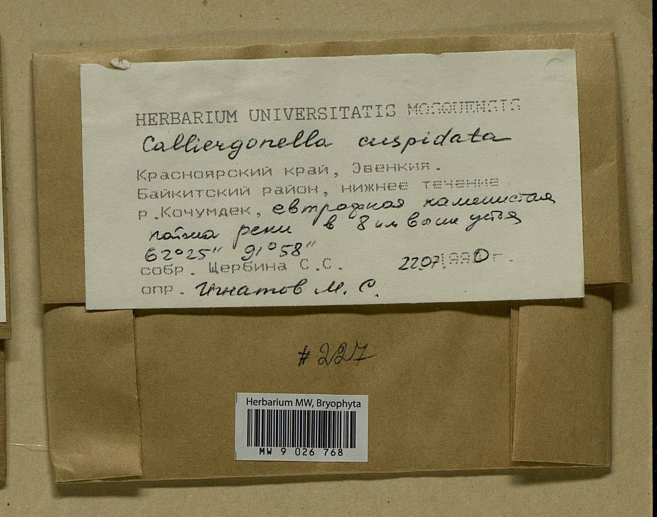 Calliergonella cuspidata (Hedw.) Loeske, Bryophytes, Bryophytes - Krasnoyarsk Krai, Tyva & Khakassia (B17) (Russia)