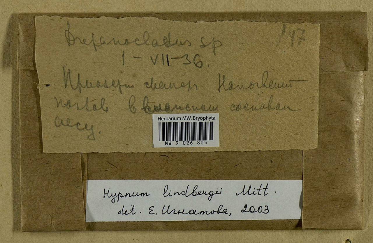 Calliergonella lindbergii (Mitt.) Hedenäs, Bryophytes, Bryophytes - Middle Russia (B6) (Russia)