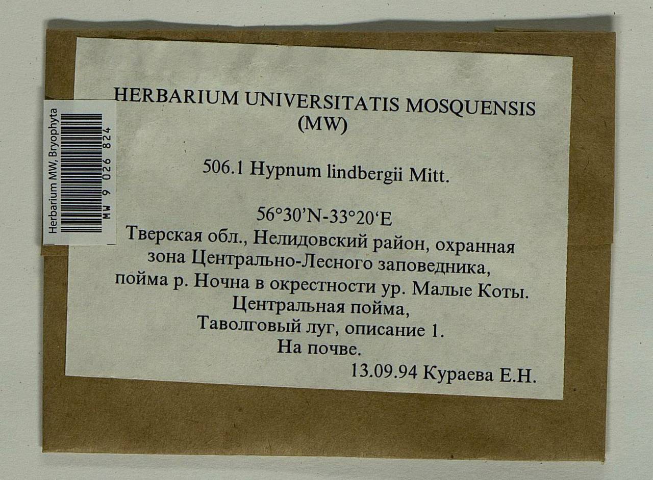 Calliergonella lindbergii (Mitt.) Hedenäs, Bryophytes, Bryophytes - Middle Russia (B6) (Russia)