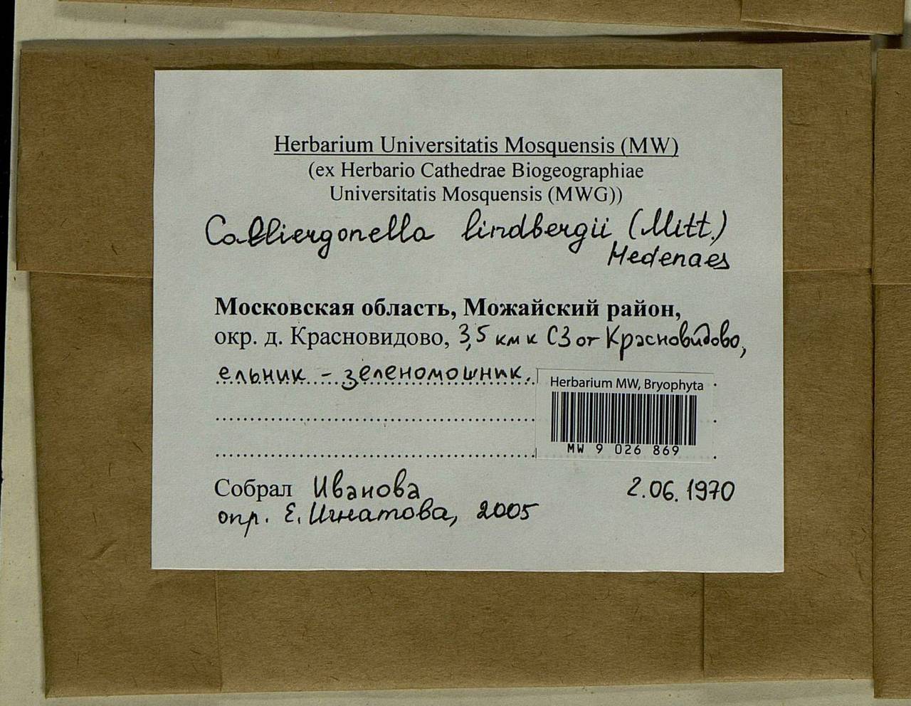 Calliergonella lindbergii (Mitt.) Hedenäs, Bryophytes, Bryophytes - Moscow City & Moscow Oblast (B6a) (Russia)