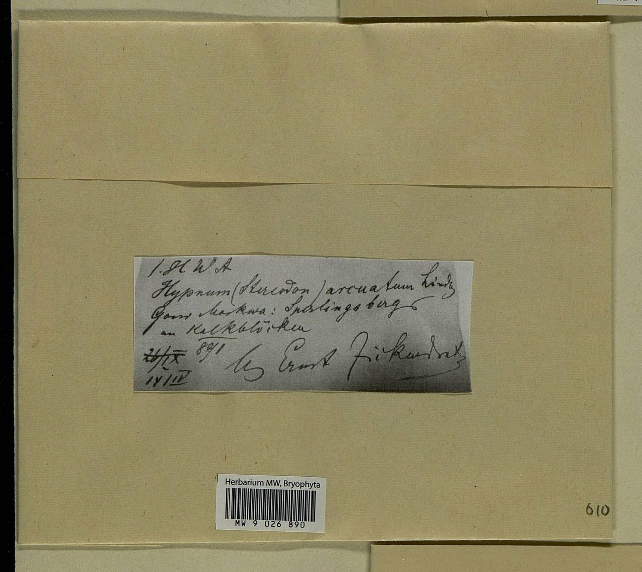 Calliergonella lindbergii (Mitt.) Hedenäs, Bryophytes, Bryophytes - Moscow City & Moscow Oblast (B6a) (Russia)