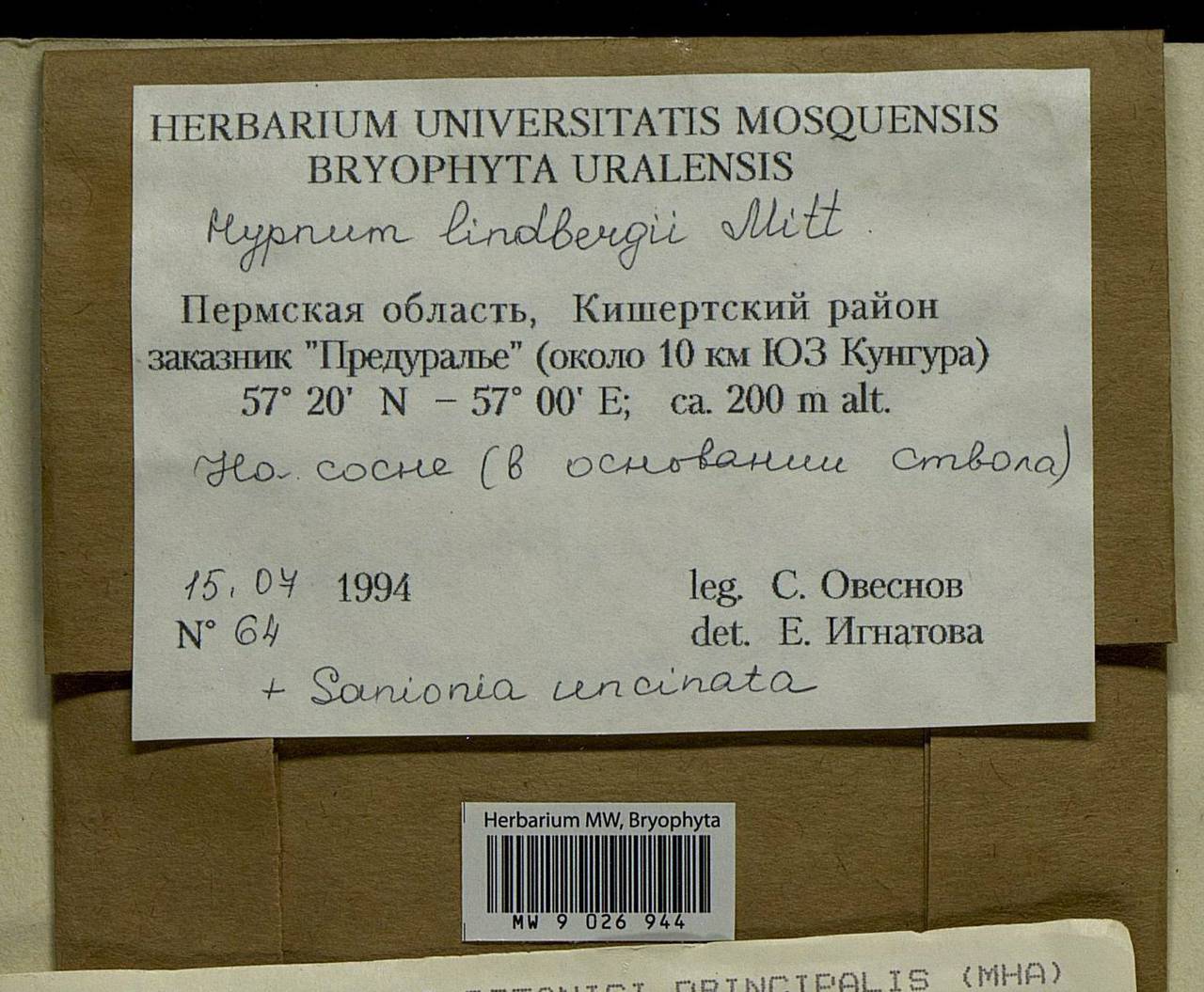 Calliergonella lindbergii (Mitt.) Hedenäs, Bryophytes, Bryophytes - Permsky Krai, Udmurt Republic, Sverdlovsk & Kirov Oblasts (B8) (Russia)