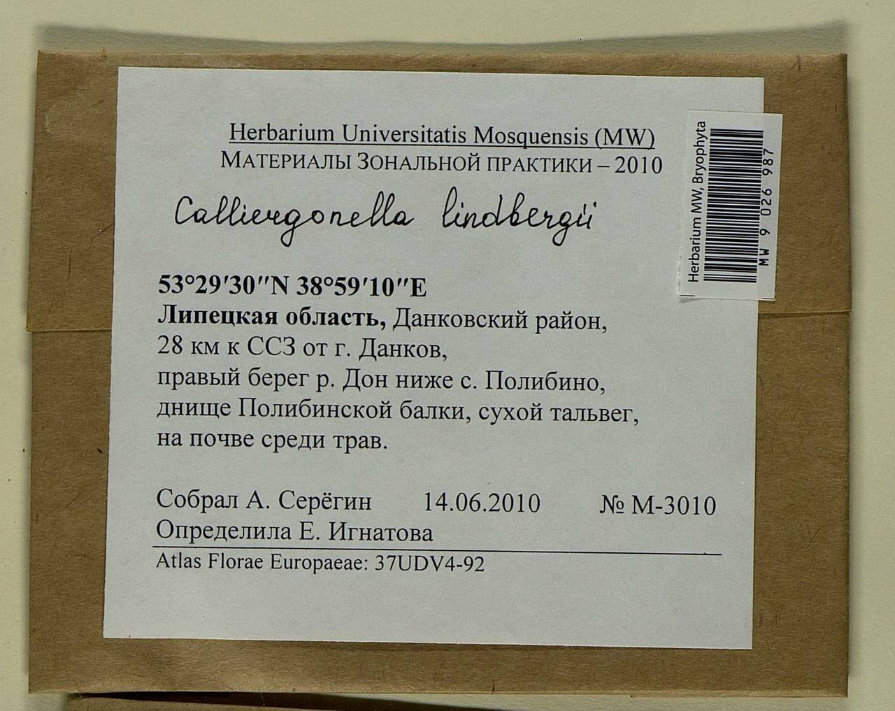 Calliergonella lindbergii (Mitt.) Hedenäs, Bryophytes, Bryophytes - Central forest-and-steppe region (B10) (Russia)