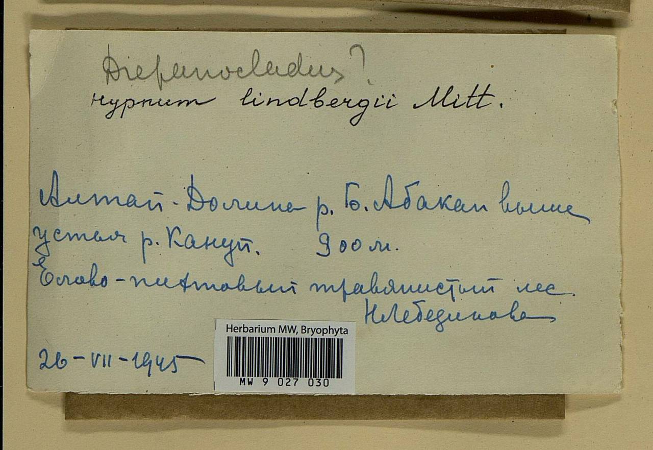 Calliergonella lindbergii (Mitt.) Hedenäs, Bryophytes, Bryophytes - Western Siberia (including Altai) (B15) (Russia)